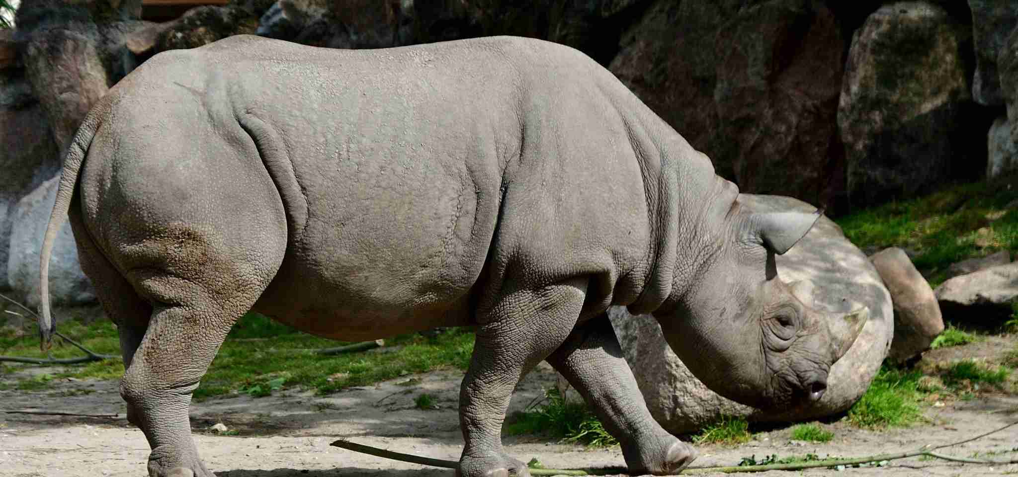 he leathery tough pachyderm skin of the rhino is in details